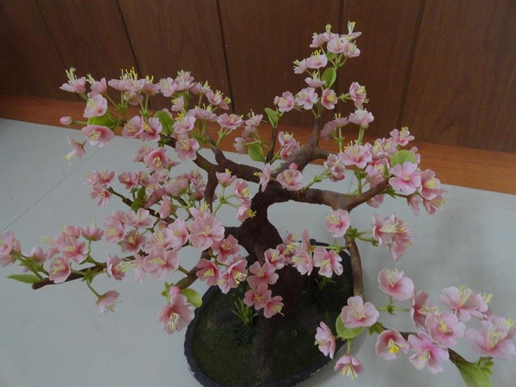 Bonsai ciliegio