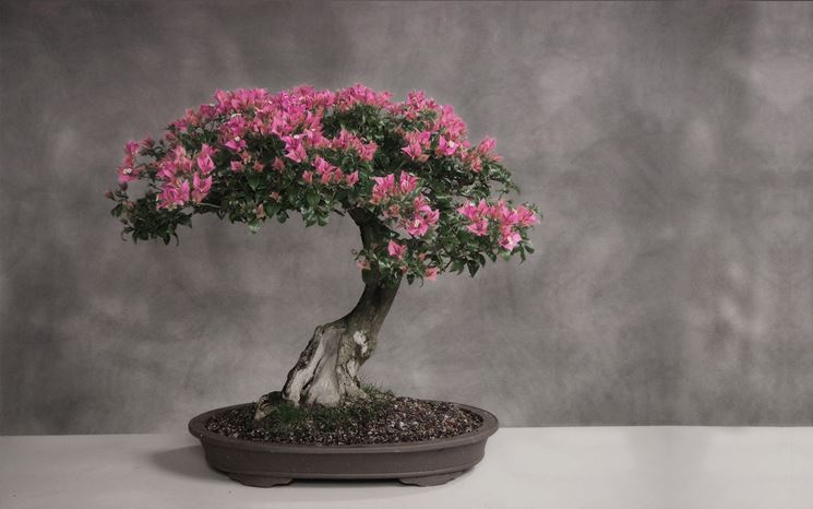 Bonsai ciliegio