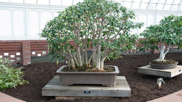 Bonsai ficus benjamin