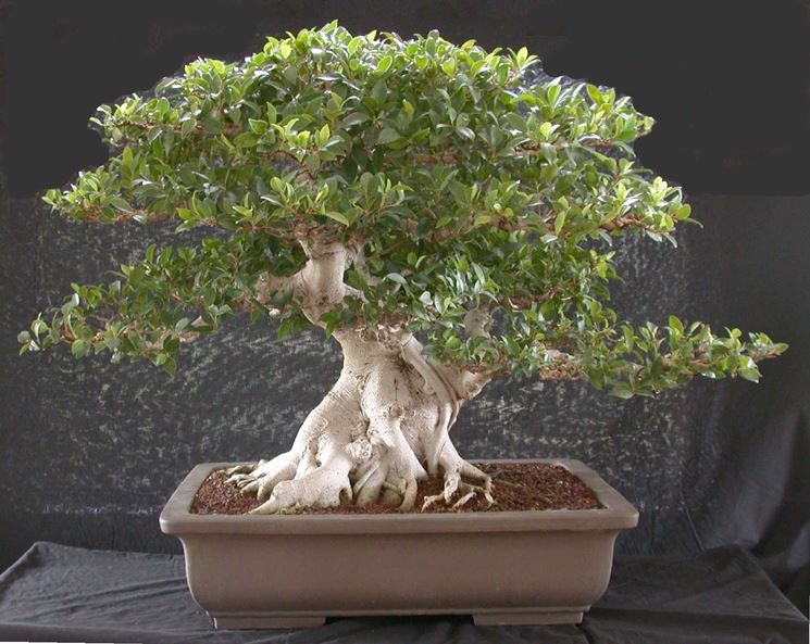 Bonsai ficus