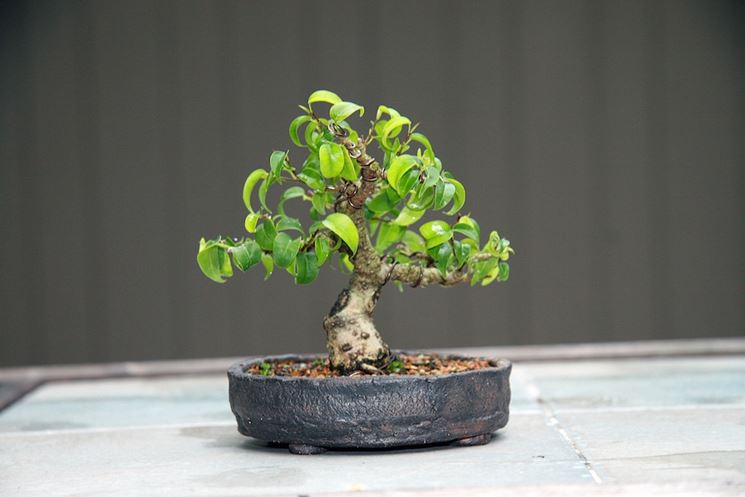 Piccolo bonsai