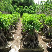 Il Bonsai ficus ginseng