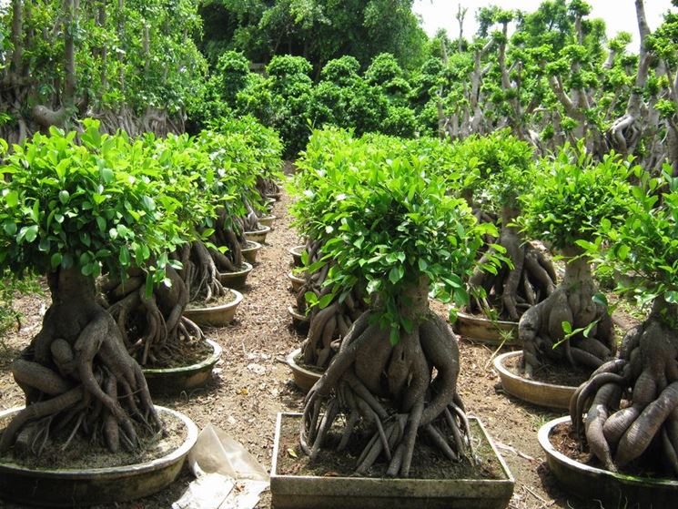 Il Bonsai ficus ginseng