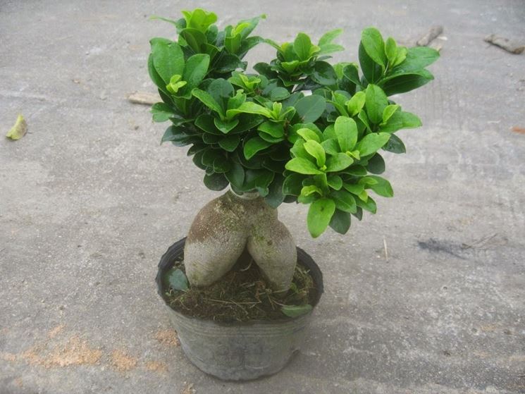 Il Bonsai ficus ginseng in esterni