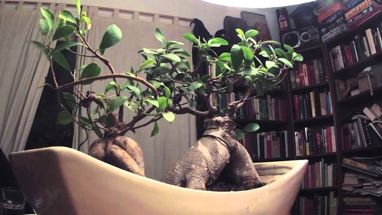 Il Bonsai ficus ginseng nell'abitazione