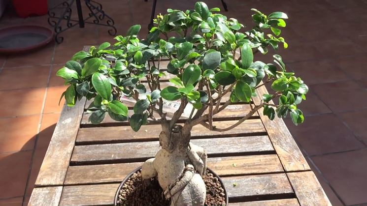 Bonsai ficus ginseng