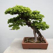 Bonsai ficus microcarpa