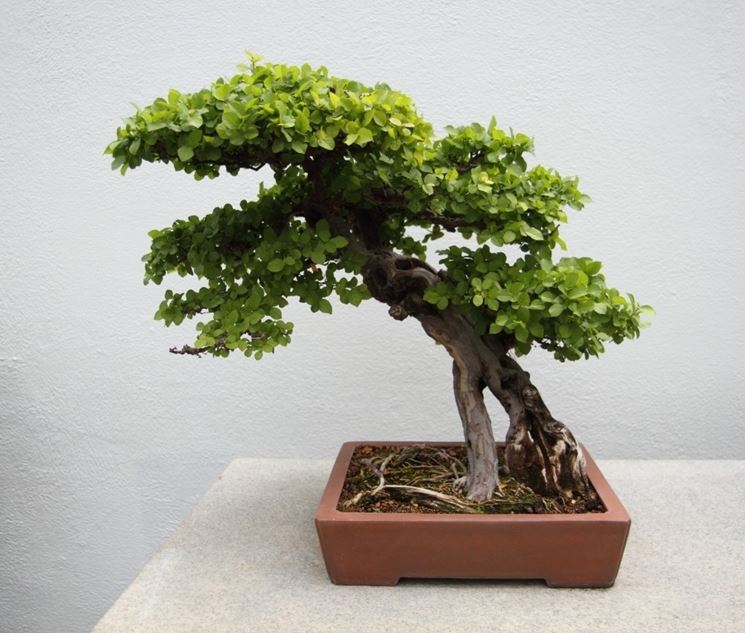 Bonsai ficus microcarpa