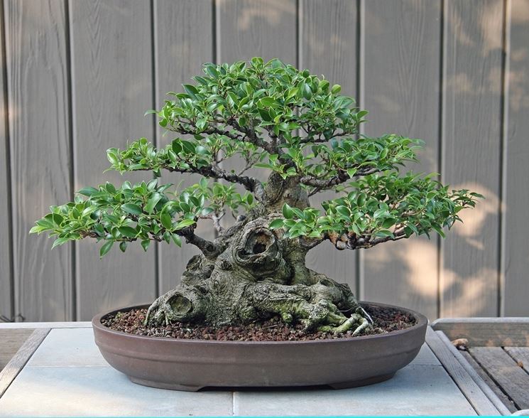 Bonsai ficus aperto