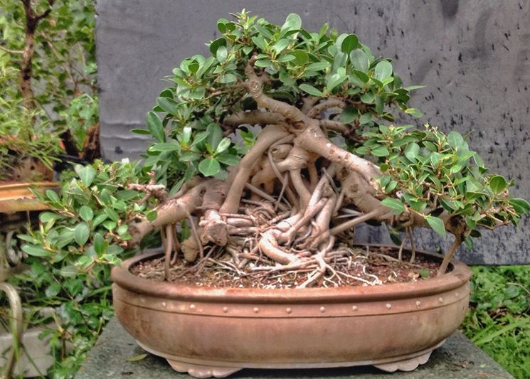 Bonsai pianta