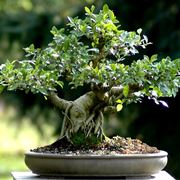 Ficus retusa bonsai