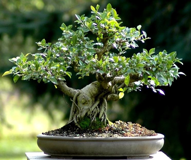 Ficus retusa bonsai