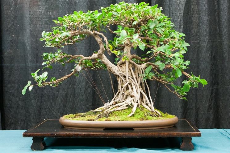 Esemplare di bonsai ficus retusa