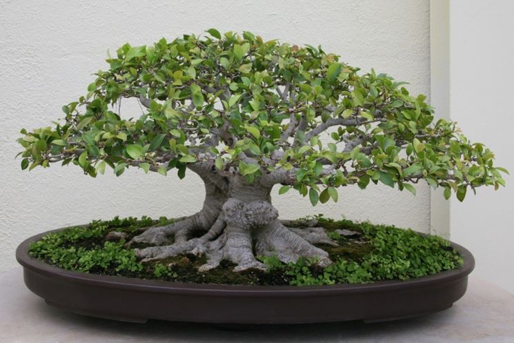 bonsai ficus