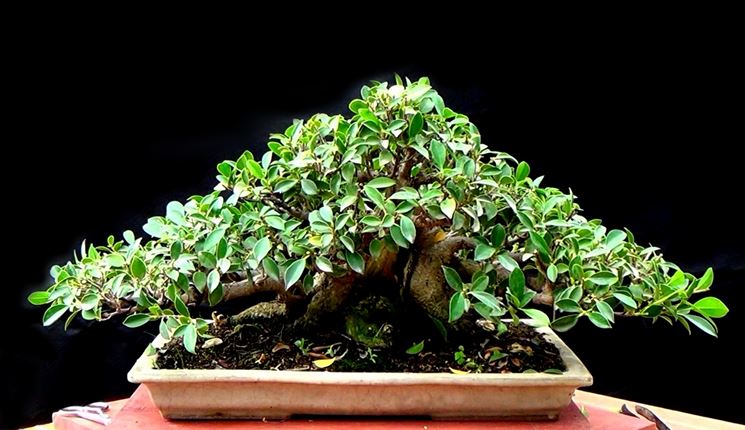 Bonsai ficus retusa coltivazione