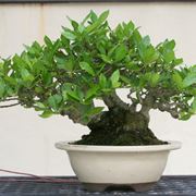 Bonsai gardenia