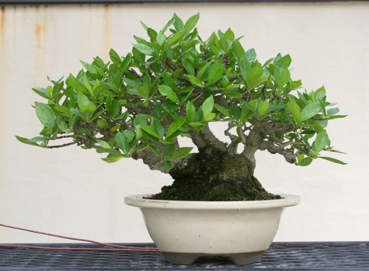 Bonsai gardenia