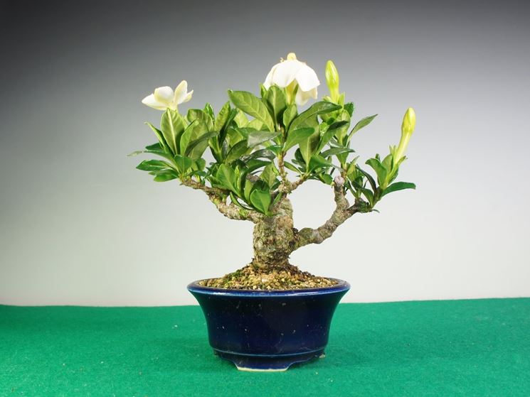 Bonsai fiore