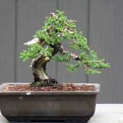 Bonsai ginepro