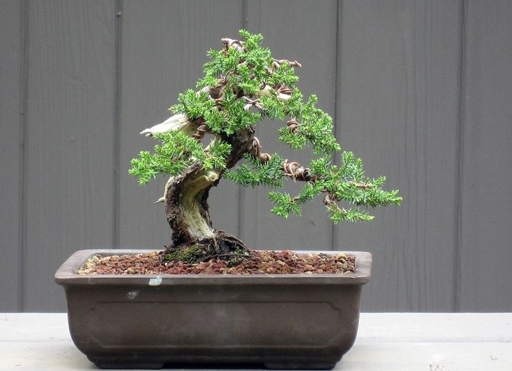 Bonsai ginepro