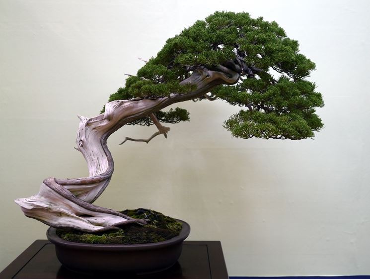 Particolare bonsai ginepro