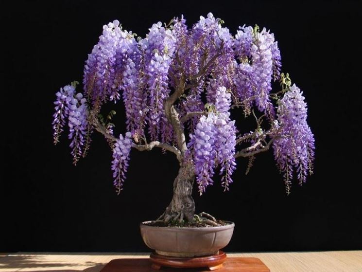 Bonsai glicine