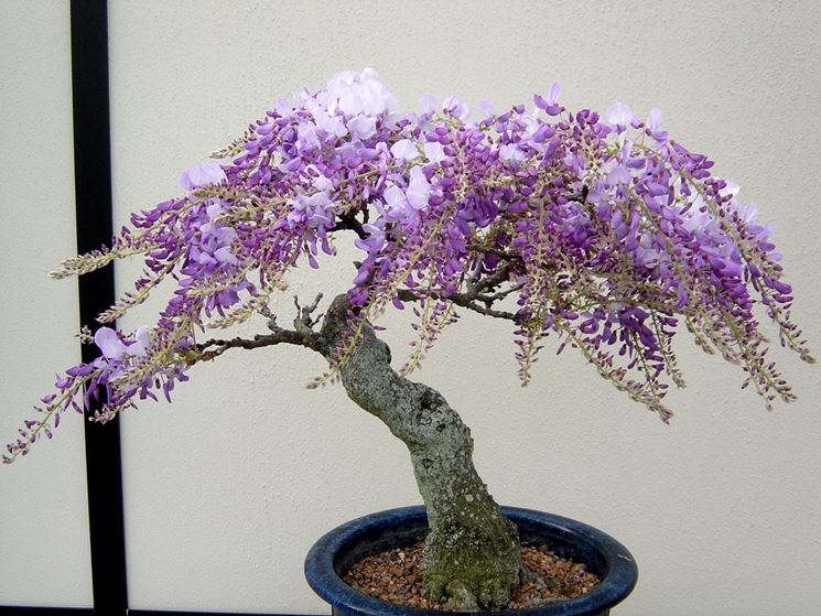 Bonsai glicine