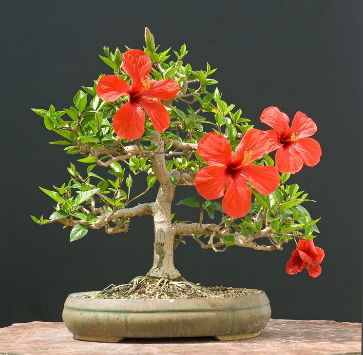 Bonsai hibiscus