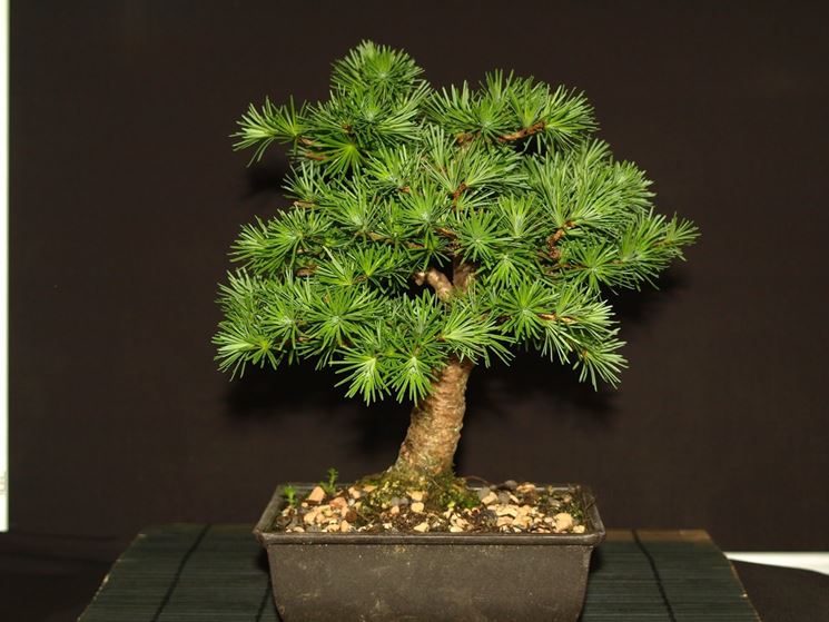 Bonsai larice