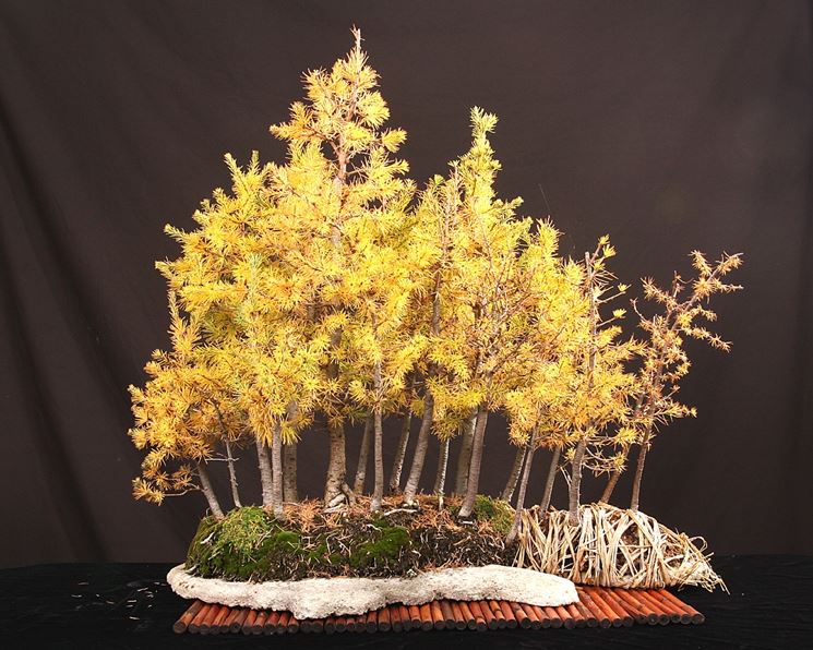 Cura piante bonsai