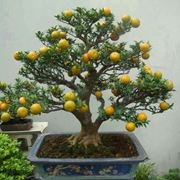 Bonsai limone coltivazione