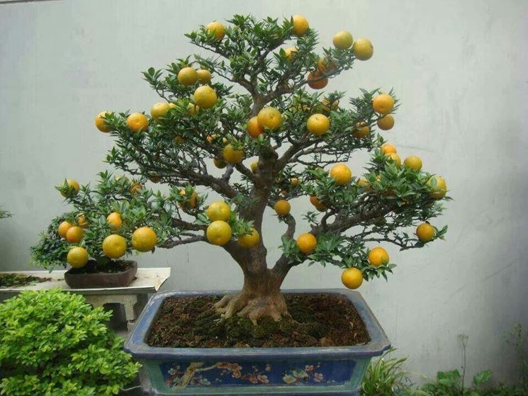 Bonsai limone coltivazione