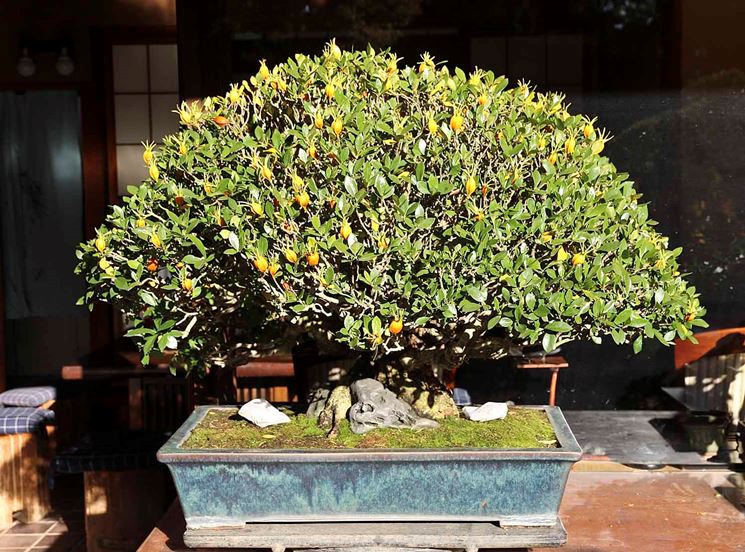 coltivare bonsai limone