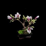 Bonsai di magnolia