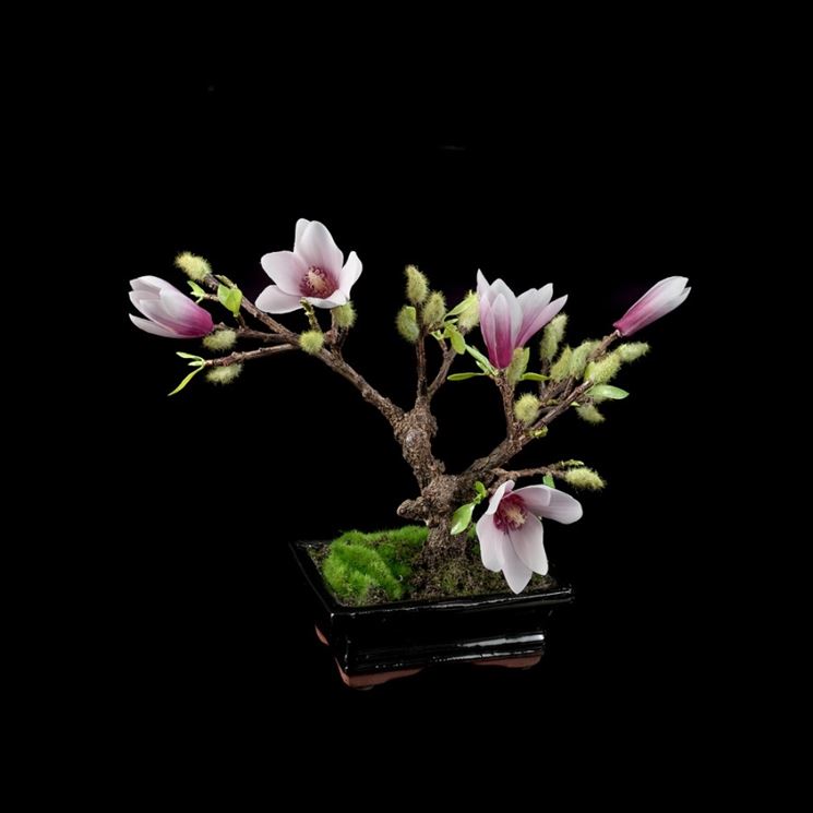 Bonsai di magnolia