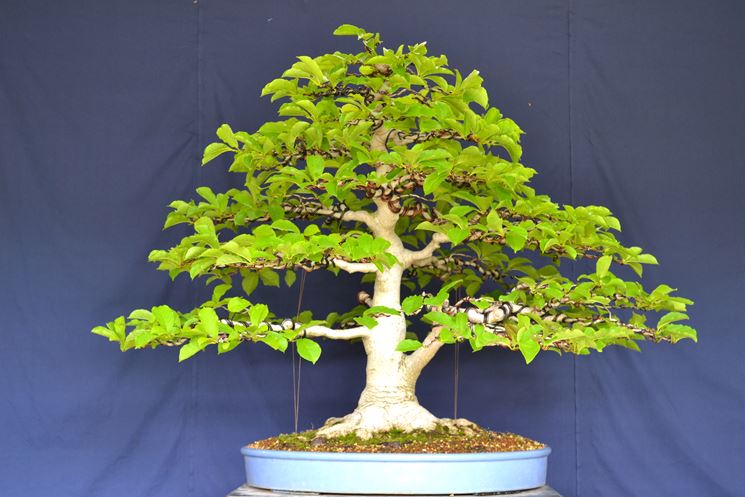 Bonsai di magnolia