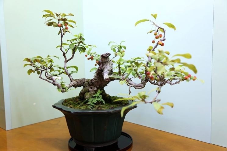 Bonsai melo interno