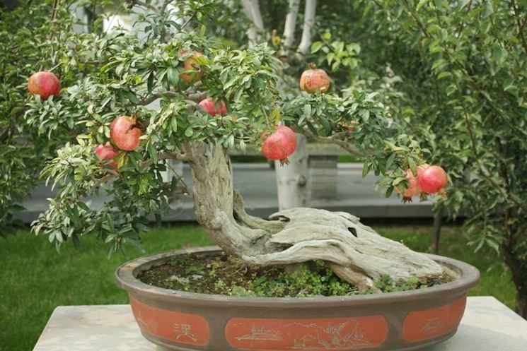 come curare bonsai melograno