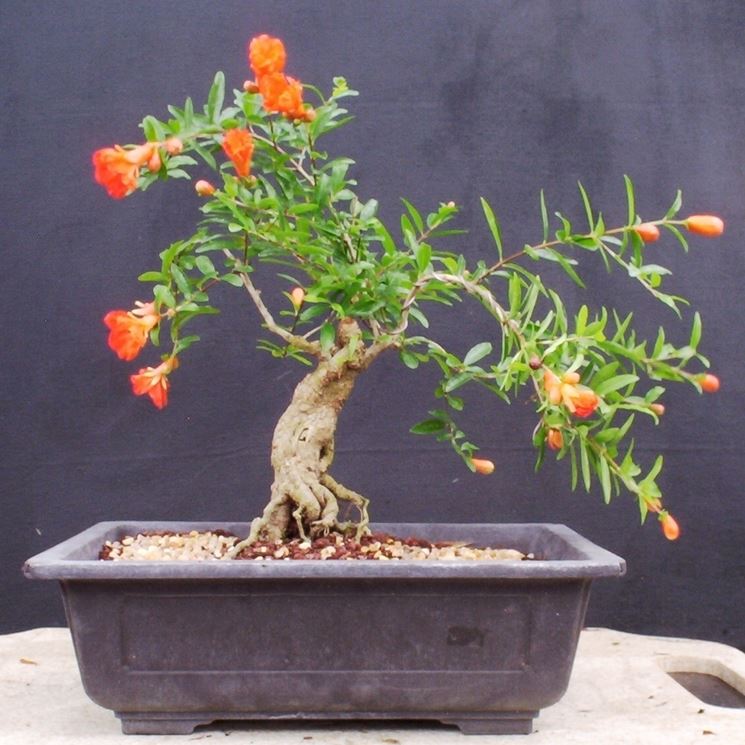 pianta bonsai melograno