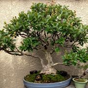 Esempio di bonsai mirto