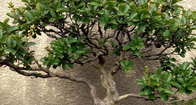 Esempio di bonsai mirto