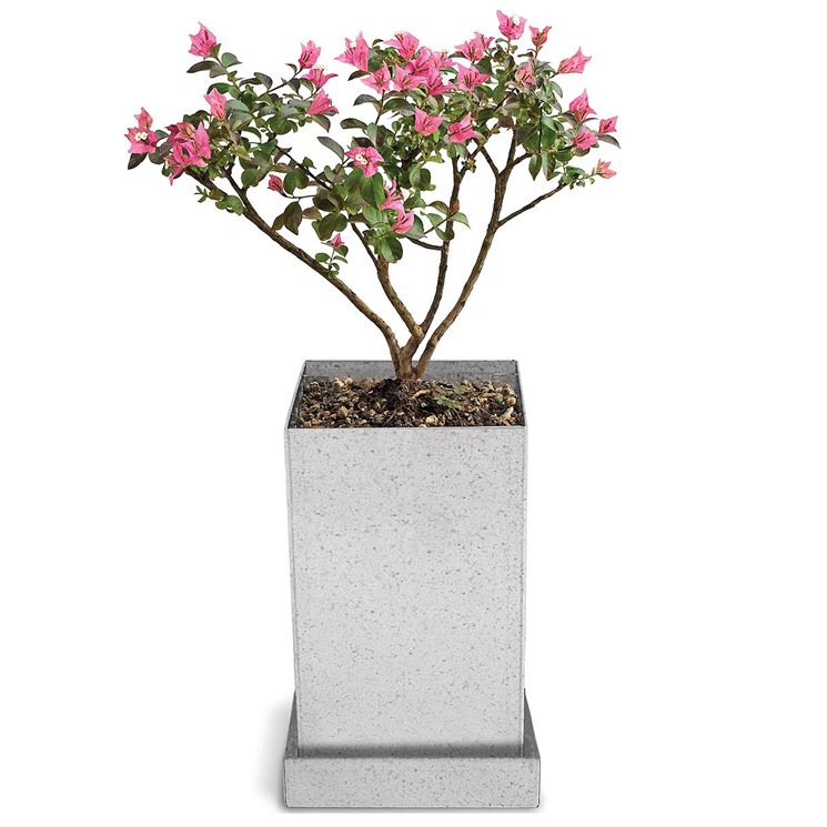 Esemplare di bonsai mirto a foglia crespa