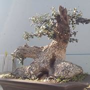 Bonsai olivo