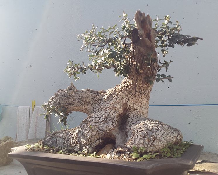 Bonsai olivo