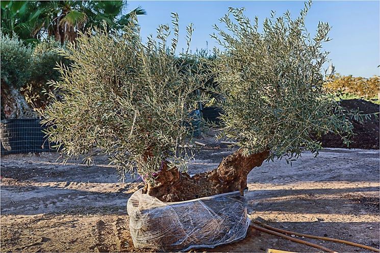 Coltivazione bonsai olivo