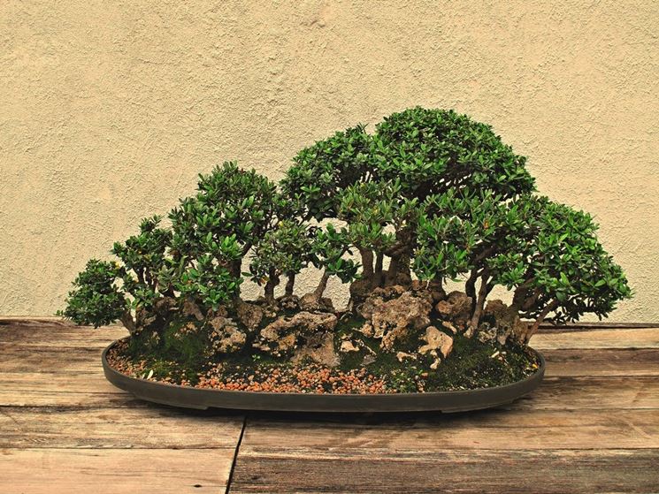 Bonsai olivo