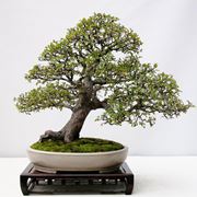 Il Bonsai olmo