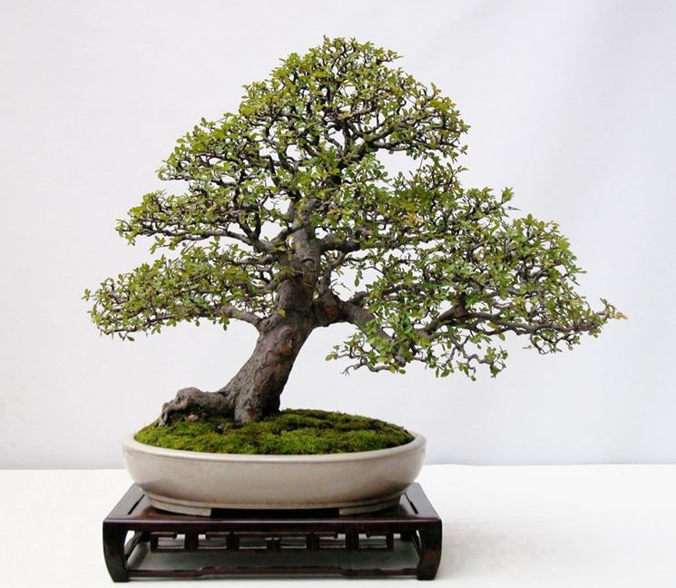 Il Bonsai olmo