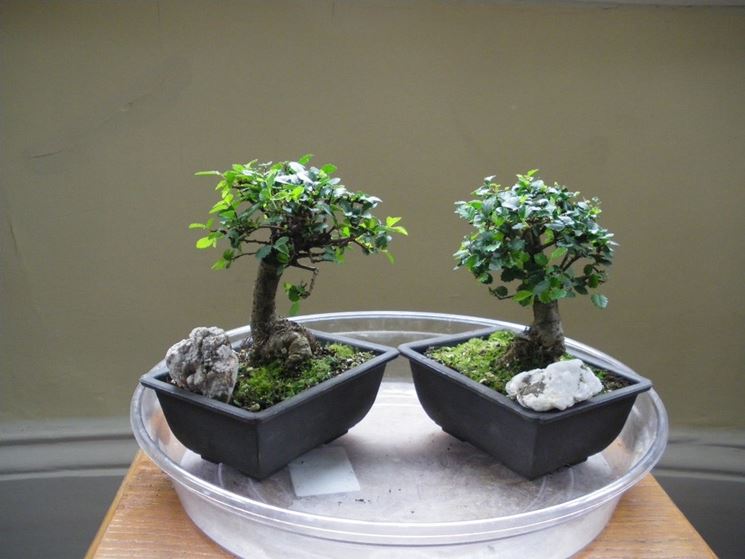 Il Bonsai olmo in abitazione