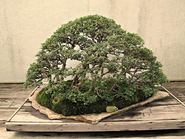 Il Bonsai olmo in esterni